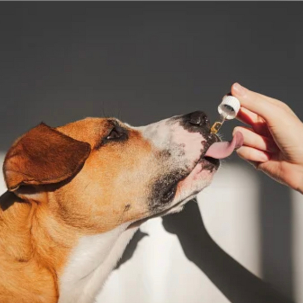 What can CBD do for pet health?