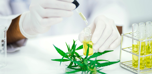 Best CBD Oils for Beginners: How to Choose the Right Strength