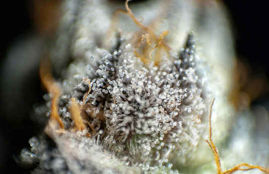 Why THC-Free CBD Continues to Dominate in 2026