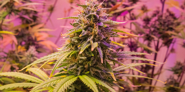 How THC-Free CBD Fits Into a Modern Wellness Routine