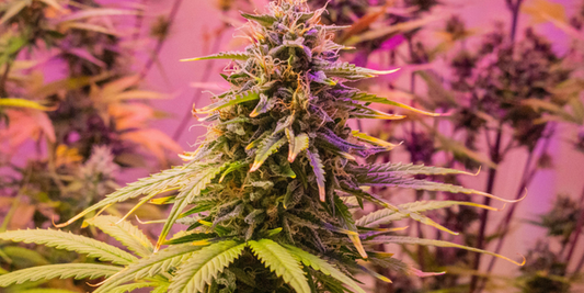 How THC-Free CBD Fits Into a Modern Wellness Routine